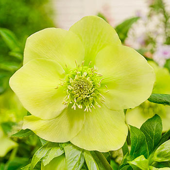 Searchlight Hellebore