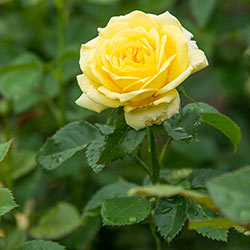 Yellow Freedom Rose