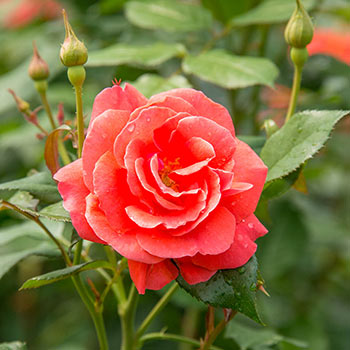 Coral Freedom Rose