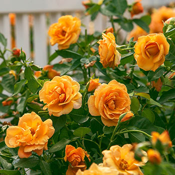 Orange Freedom Rose