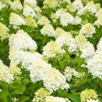 Limelight Hydrangea