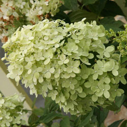 Limelight Hydrangea