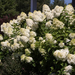 Limelight Hydrangea