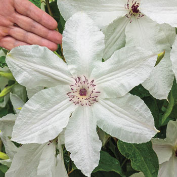 Beautiful Bride Clematis