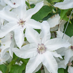 Beautiful Bride Clematis