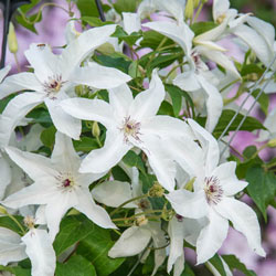 Beautiful Bride Clematis