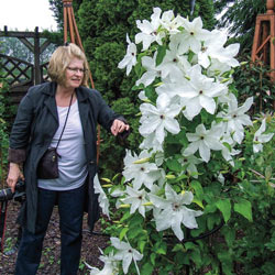 Beautiful Bride Clematis