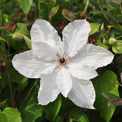 Beautiful Bride Clematis