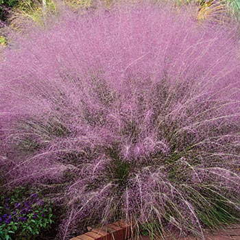 Pink Muhly Grass