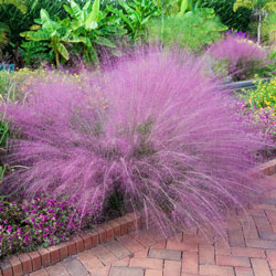 Pink Muhly Grass