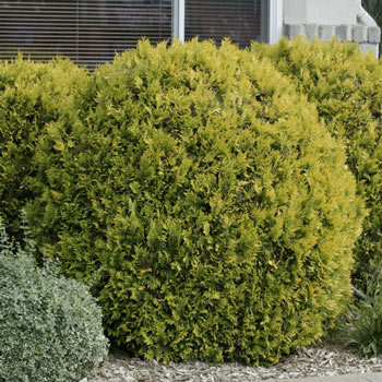 Golden Globe Arborvitae Hedge