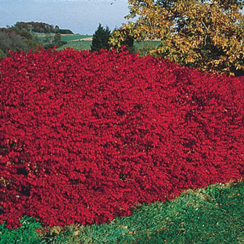 Dwarf Burning Bush Hedge