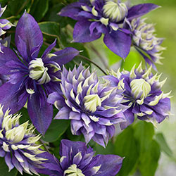 Taiga Clematis