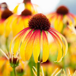 Fiery Meadow Mama Coneflower