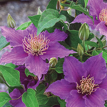 Clematis Bijou