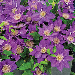 Clematis Bijou