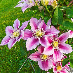 Clematis Piilu™