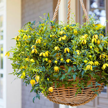 Clematis Little Lemons