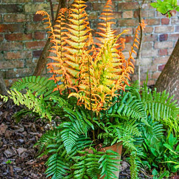 Jurassic Gold Fern