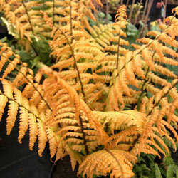 Jurassic Gold Fern