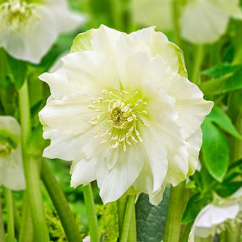 Great White Double Hellebore