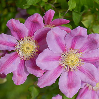 Clematis Pink Beauty