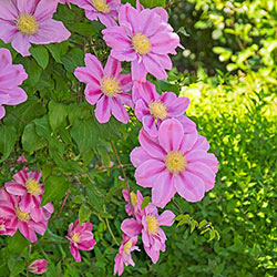 Clematis Pink Beauty