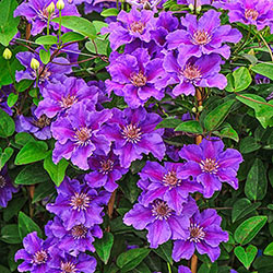 Clematis Ashva