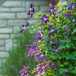 Clematis Etoile Violette