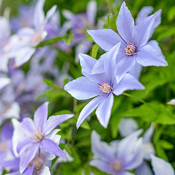 Clematis Sugar Sweet™ Blue