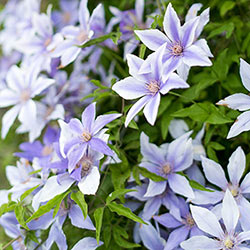 Clematis Sugar Sweet™ Blue