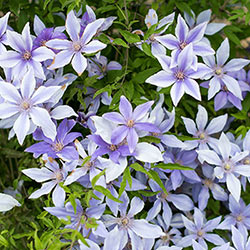 Clematis Sugar Sweet™ Blue