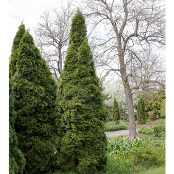 Pyramidal Arborvitae Hedge