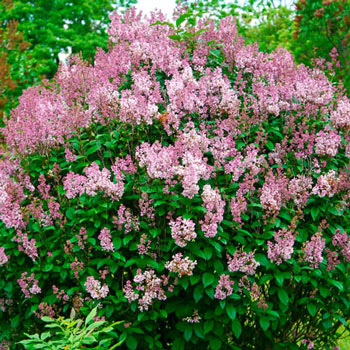 Minuet Lilac Hedge