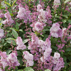 Minuet Lilac Hedge