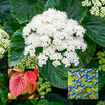 Autumn Jazz™ Viburnum Hedge