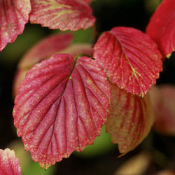 Autumn Jazz™ Viburnum Hedge