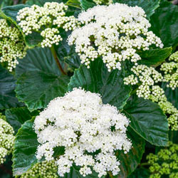 Autumn Jazz™ Viburnum Hedge