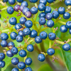 Autumn Jazz™ Viburnum Hedge