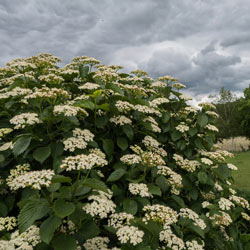 Autumn Jazz™ Viburnum Hedge