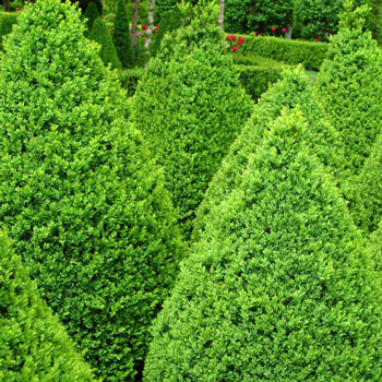 Boxwood Green Mountain Hedge