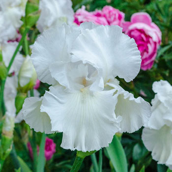 Immortality Reblooming Iris