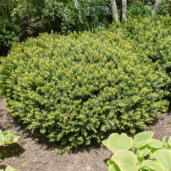 Spreading Densiformis Yew Hedge