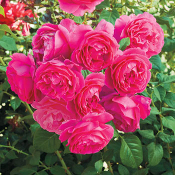 Grande Dame™ Hybrid Tea Rose