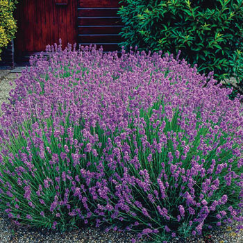 English Lavender