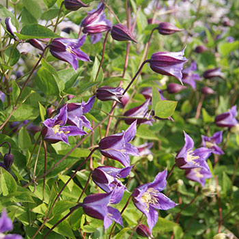 Clematis Prince William