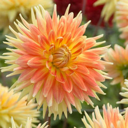 Motto Dahlia