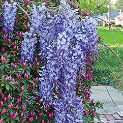 Blue Moon Reblooming Bone Hardy Wisteria