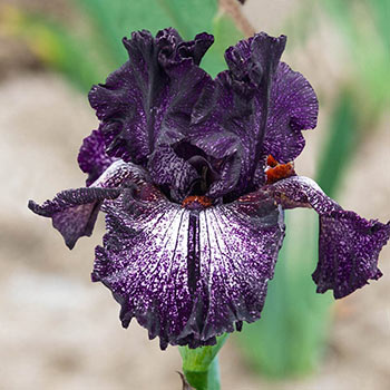 Grape Zebra™ Tall Bearded Iris