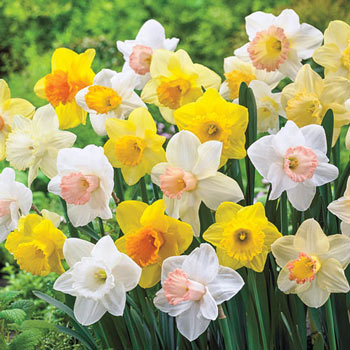 Giant Trumpet Daffodils for Naturalizing